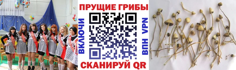 Галлюциногенные грибы GOLDEN TEACHER  продажа наркотиков  Смоленск 